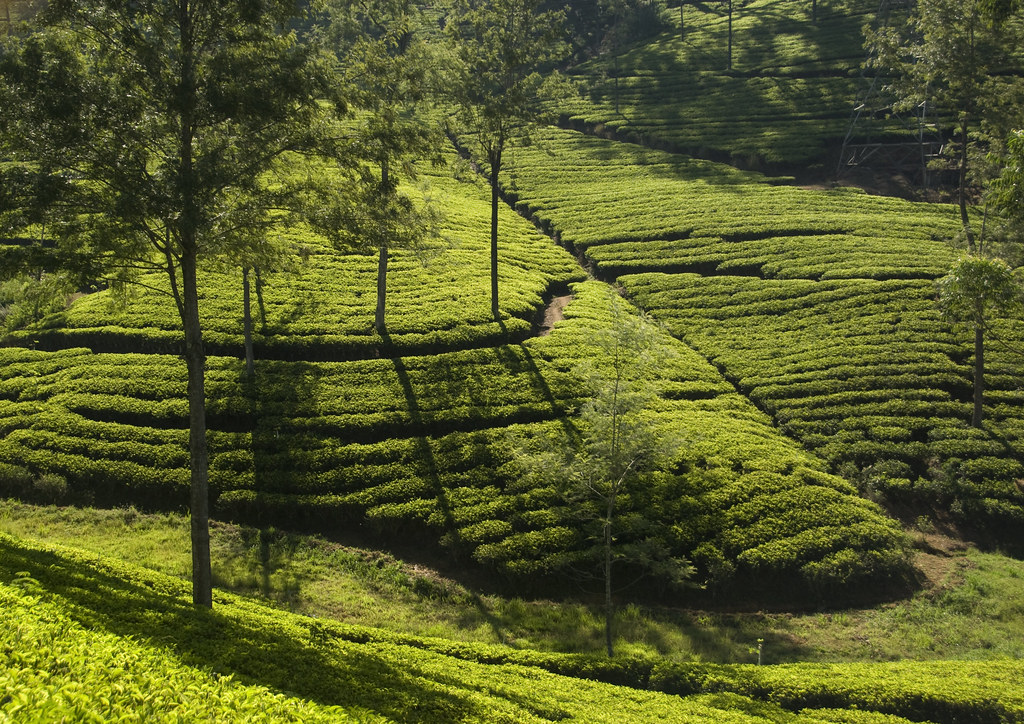 Tea Plantations in Sri Lanka